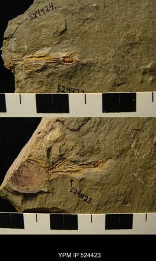 Eoconularia?