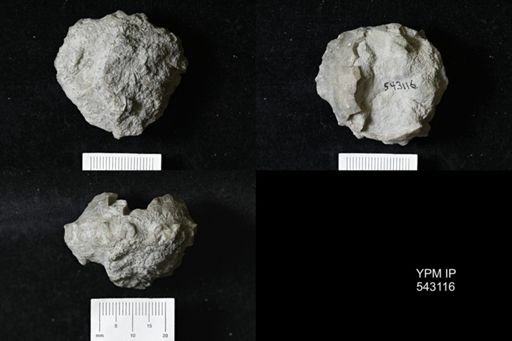 Megistocrinus expansus?