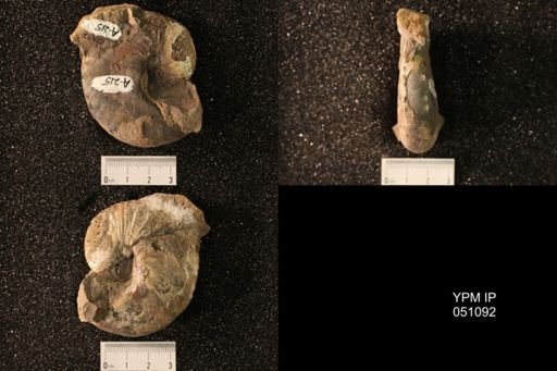 Hoploscaphites nicolletii