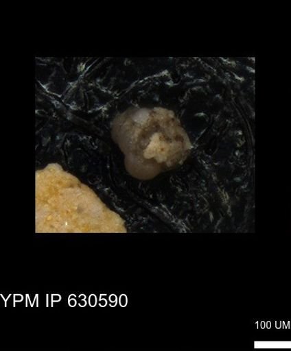undet. Foraminiferida