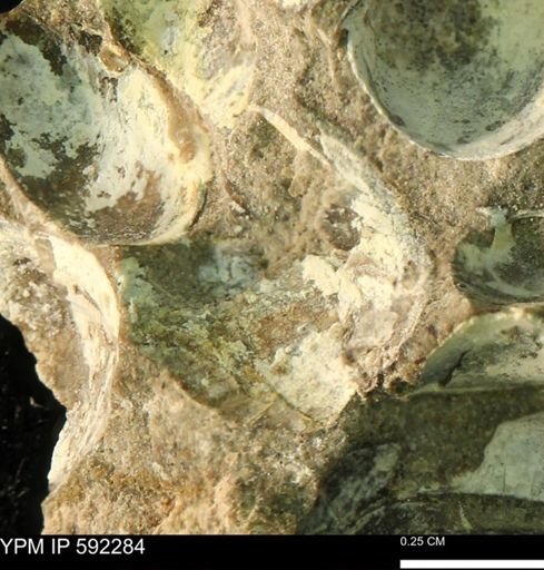 undet. Bivalvia