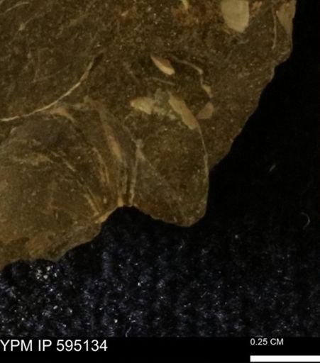 Protocardia sp.