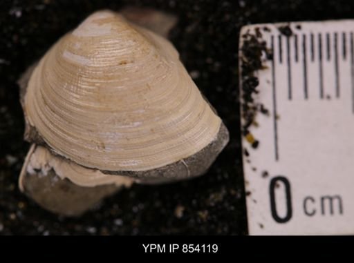 Limopsis striatopunctatus