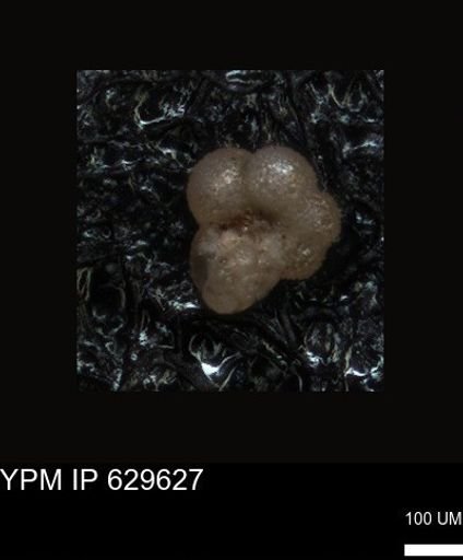 undet. Foraminiferida