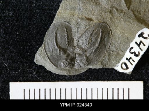 Echinocaris socialis