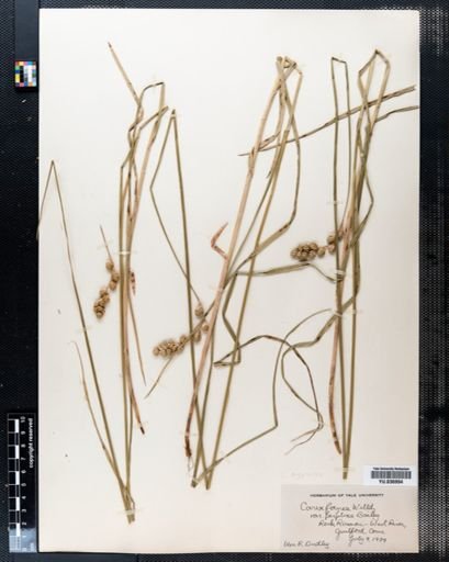 Carex foenea