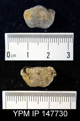 Marginifera sp.