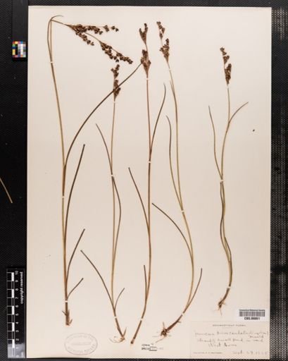 Juncus brevicaudatus