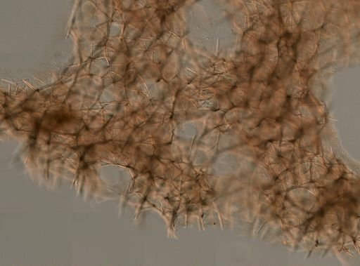 Haliclonidae