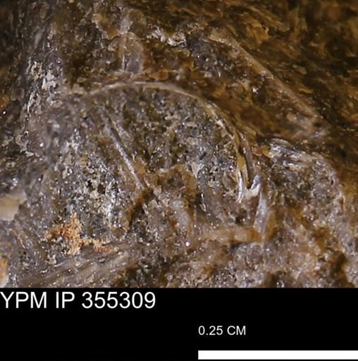 undet. Mollusca