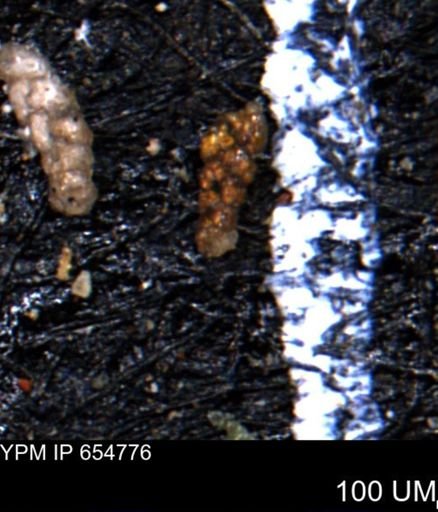 Ammobaculoides phaulus