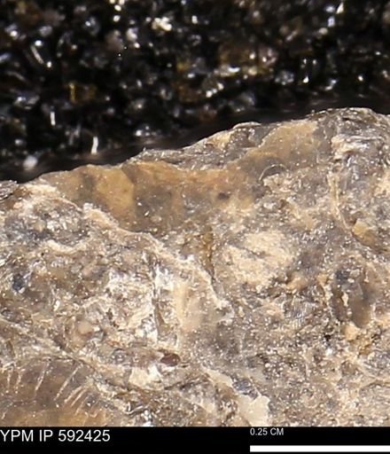 undet. Bivalvia