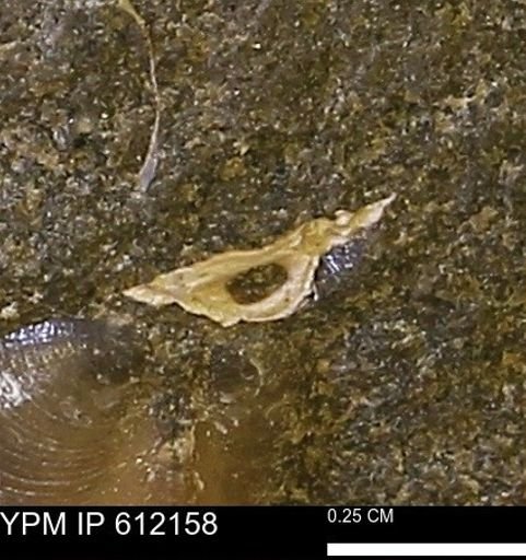 undet. Bivalvia