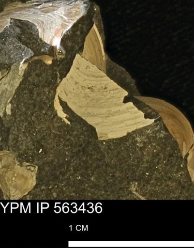 undet. Bivalvia