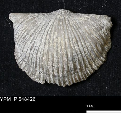 Stropheodonta kemperi