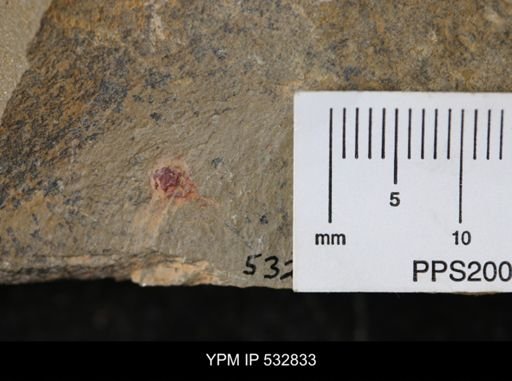 Xiphosurida?