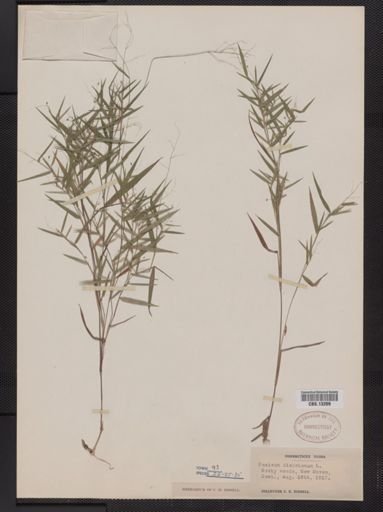 Panicum dichotomum
