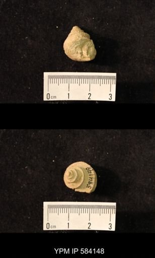 Worthenia tabulata