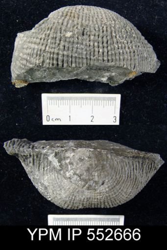 Productus semirecticulatus