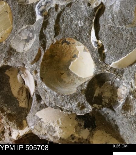 Protocardia sp.