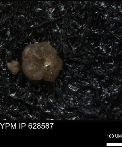 undet. Foraminiferida