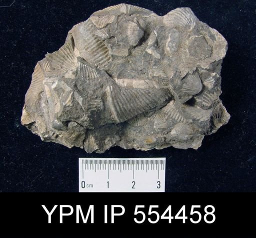 Mucrospirifer sp.
