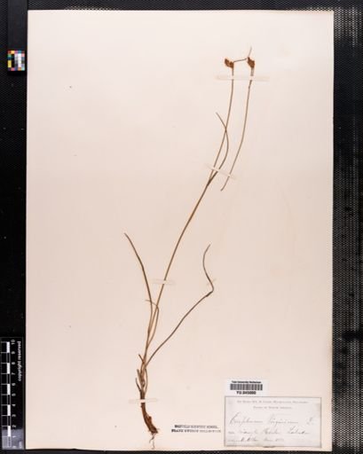 Eriophorum virginicum