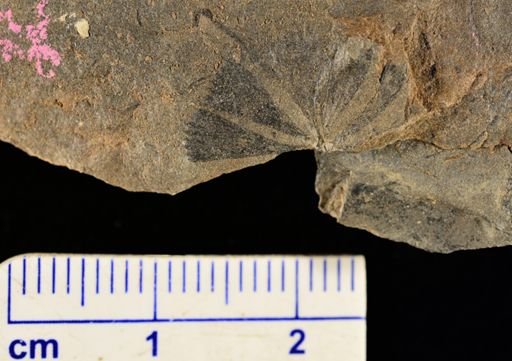Sphenophyllum sp.