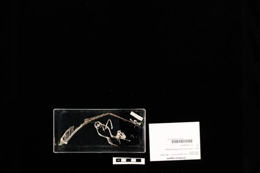 Sceloporus magister