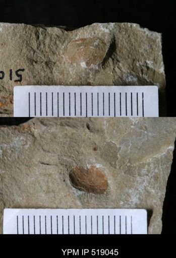 undet. Brachiopoda