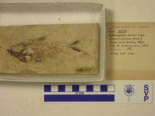 Diplomystus analis