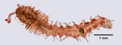 Apistobranchus tullbergi