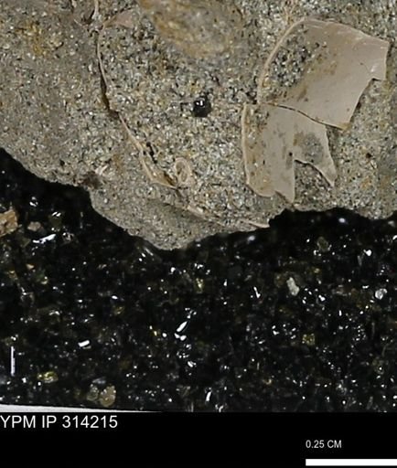 undet. Scaphopoda