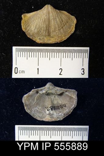 Spirifer bisulcatus