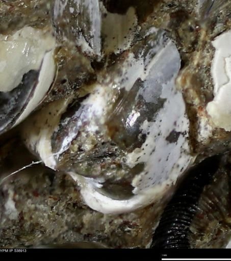 Corbulamella gregaria