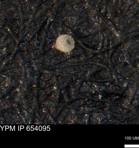 Clathrocyclas (Clathrocyclas) irrasa