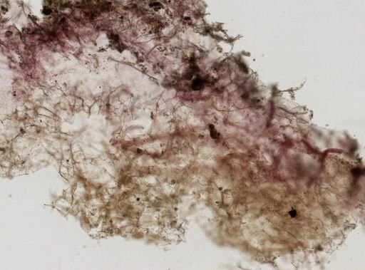 Tedania ignis