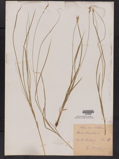 Carex