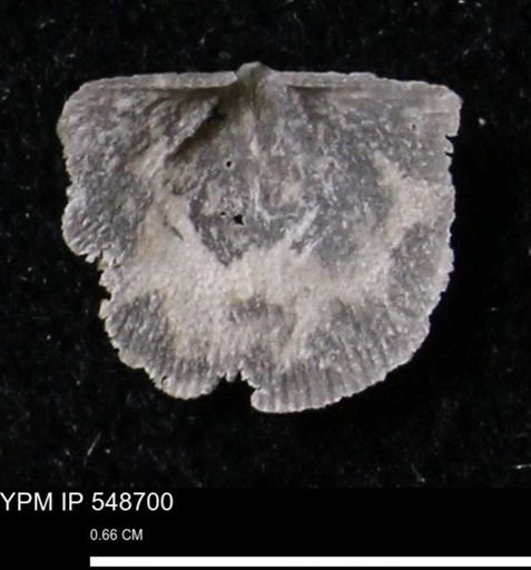 Stropheodonta perplana