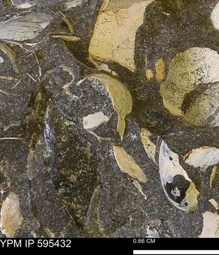 Protocardia sp.