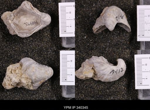 Gryphaea marcoui