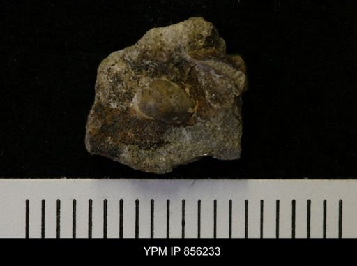 undet. Gastropoda