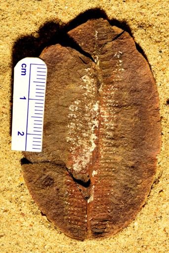 Pecopteris