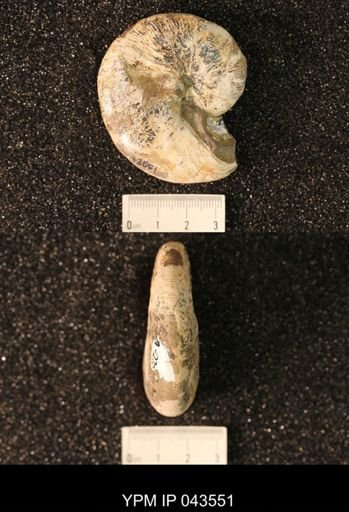 Hoploscaphites nicolletii