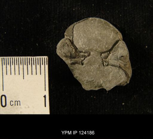 Phacops rana