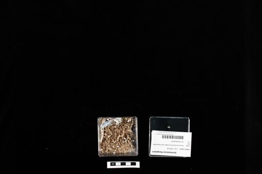 Gerrhosaurus flavigularis