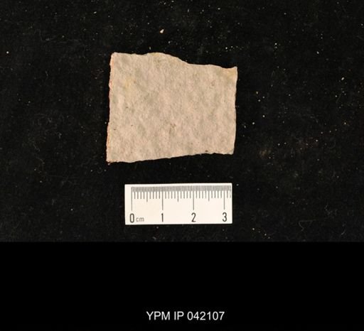 undet. Hymenoptera