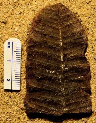 Pecopteris