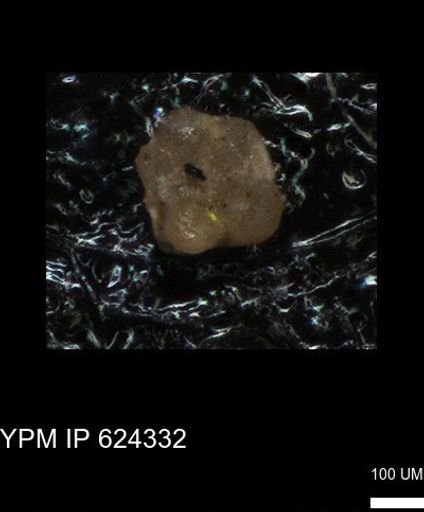 undet. Foraminiferida