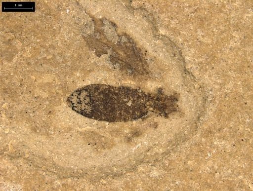 undet. Bibionidae